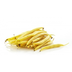 Kerdil Perancis Bean Golden Saxa benih - Phaseolus vulgaris - 160 biji - Phaseolus vulgaris L.