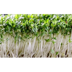 Benih cress (Sprouts) - 4500 biji - Lepidium sativum