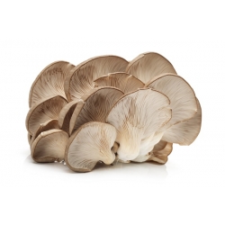 Oyster mushroom for home and garden cultivation - 1 kg