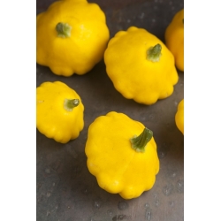 Κίτρινο Patty Pan Σπόροι σκουός - Cucurbita pepo - 28 σπόροι - Cucurbita pepo var. pattisonina ‘Orange'