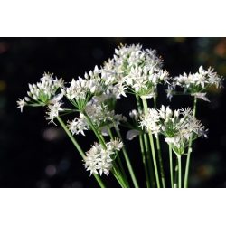 Grasløk - 300 frø - Allium tuberosum