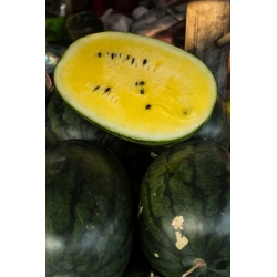 Gemischte Samen der Wassermelone - Citrullus lanatus - 25 Samen - 
