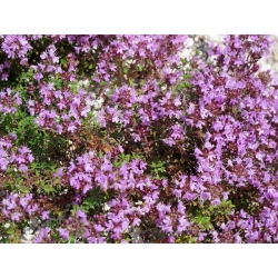 Черемха повзуча, Breckland Насіння чебрецю - Thymus serpyllum - 750 насіння