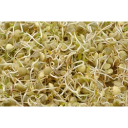 Ростки - семена - Чечевица пищевая - 990 семена - Lens culinaris