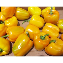 Sweet Pepper ‘Marta Polish’ seeds - Capsicum annuum - 80 seeds