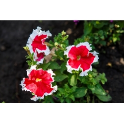 Rožinė-baltos Petunijos sėklos - Petunia x hybrida - 80 sėklų
