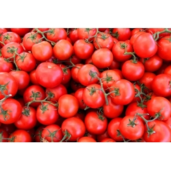 بذور الطماطم بارون - الليكوبسيكون إسكولينتوم - 35 بذور - Lycopersicon esculentum Mill.  - ابذرة