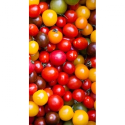 Kirsebærtomater - bland - Solanum lycopersicum  - frø