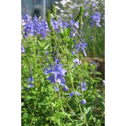 Speedwell Royal Blue seeds - Veronica teucrium - 300 seeds