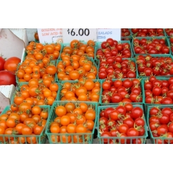 Vyšniniai pomidorai  - Venus  - Lycopersicon esculentum Mill  - sėklos