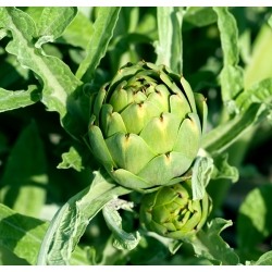 Artichaut - Green Globe - 23 graines - Cynara scolymus
