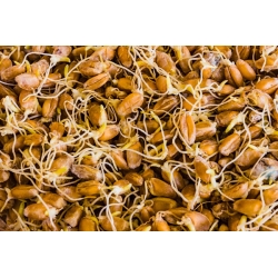 Germogli di grano -  - semi