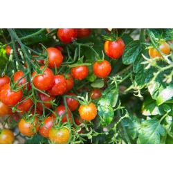 Red Tall Cherry Tomato Pokusa seeds - Lycopersicon lycopersicum - 480 بذرة - Lycopersicon esculentum Mill  - ابذرة