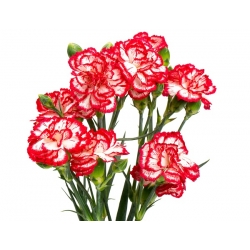 Raspberry Ripple Carnation seeds - Dianthus caryophyllus - 110 seeds