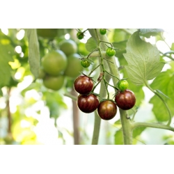 بذور الطماطم الكرز الأسود - الليكوبرسيكون إسكولنتوم - 60 بذور - Lycopersicon esculentum Mill  - ابذرة