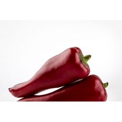 Hot Pepper Rokita semena - Capsicum annuum - 68 semen - Capsicum L.