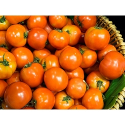 Tomate cereja - Venus  - Lycopersicon esculentum Mill  - sementes