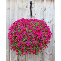 Cesto de flores suspenso "Cottage" com tapete de fibra de coco - 35 cm - 