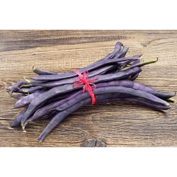 侏儒豆紫水晶种子 - 菜豆（Phaseolus vulgaris） - Phaseolus vulgaris L. - 種子