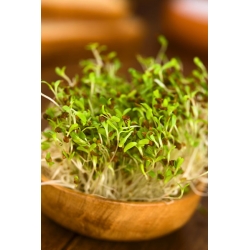 Alfalfa Sprouts - Medicago sativa - benih