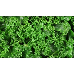 Grönkål - Dwarf Green Curled - 300 frön - Brassica oleracea L. var. sabellica L.