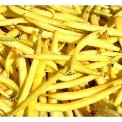 Dwarf French Bean Gold Saxa seeds - Phaseolus vulgaris - 160 seeds