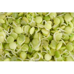 Ростки - семена - Чечевица пищевая - 990 семена - Lens culinaris