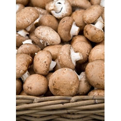 Smeđa portobello gljiva za uzgoj doma i vrta - 3 l; Švicarska smeđa gljiva, rimska smeđa gljiva, talijanska smeđa, talijanska gljiva, cremini, crimini gljiva, beba bella, smeđa kapa gljiva, kestenjasta gljiva - Agaricus bisporus