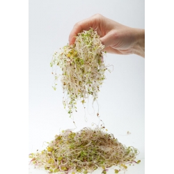 Výhonky z lucerny - Medicago sativa - semená