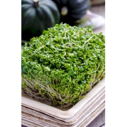 Tumbuh Brokoli - Brassica oleracea - benih