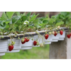 Erdbeer Temptation Samen - Fragaria ananassa - 60 Samen - 