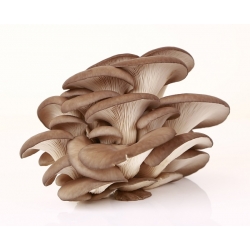 Oyster mushroom for home and garden cultivation - 1 kg