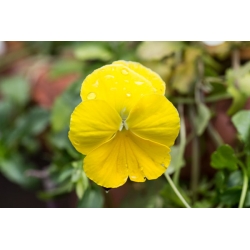 Biji Giant Yellow Pansy - Viola x wittrockiana - 400 biji - benih