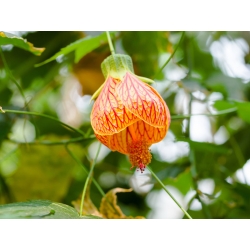 Blomstrende lønnfrø - Abutilon hybridum - 78 frø - Abutilon x hybridum