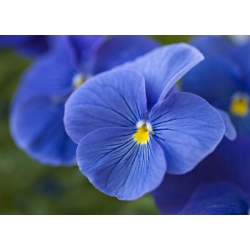 Stedmoderblomst - Viola x wittrockiana - Celestial Blue - 400 frø - blå