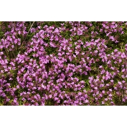 匍匐百里香，Breckland百里香种子 - 百里香serpyllum  -  Thymus serpyllum - 種子