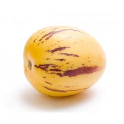 Диња крушка, семе Пепино - Соланум мурицатум - 11 семена - Solanum muricatum