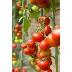 Red Tall Cherry Tomato Pokusa seeds - Lycopersicon lycopersicum - 480 بذرة - Lycopersicon esculentum Mill  - ابذرة