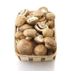Brown portobello mushroom for home and garden cultivation - 3 l; Swiss brown mushroom, Roman brown mushroom, Italian brown, Italian mushroom, cremini, crimini mushroom, baby bella, brown cap mushroom, chestnut mushroom