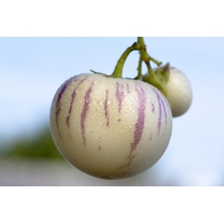 Graines de Pepino - Poire-melon - 11 graines - Solanum muricatum