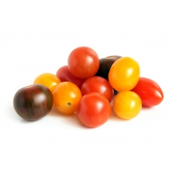 Körsbärstomat - blandning - Solanum lycopersicum  - frön