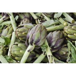 دانه های گیاه Artichoke سبز - Cynara scolymus - 23 دانه