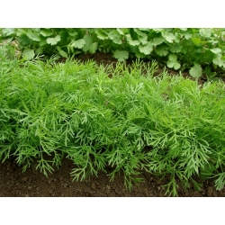 Grădină Pământ Semințe Szmaragd - Anethum graveolens - 2800 semințe - Anethum graveolens L.