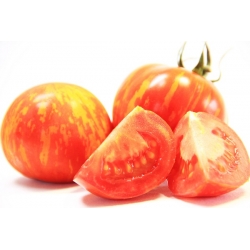 Насіння томатів Tigerella - Lycopersicon esculentum - 80 насінин - Lycopersicon esculentum Mill  - насіння
