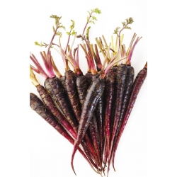 Semințe de Morcov Deep Purple - Daucus carota var. sativus - 425 semințe - Daucus carota ssp. sativus 