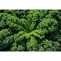 Chou Frisé - Dwarf Green Curled - 300 graines - Brassica oleracea L. var. sabellica L.
