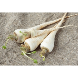 Biji Parsley Root Halblange - Petroselinum crispum - 4250 biji - benih