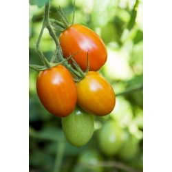Tomato Biji Kmicic - Lycopersicon esculentum - 500 biji - Solanum lycopersicum  - benih