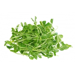 Sprouts - zaden - Erwt - Pisum sativum