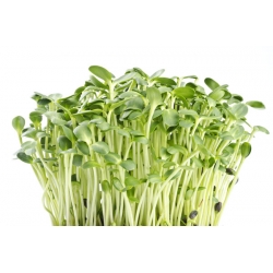 Sprouts - zaden - Zonnebloem - Helianthus annuus